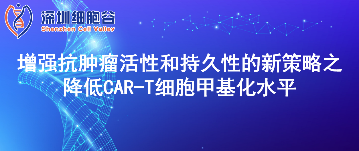 增强抗肿瘤活性和持久性的新策略之降低CAR-T细胞甲基化水平