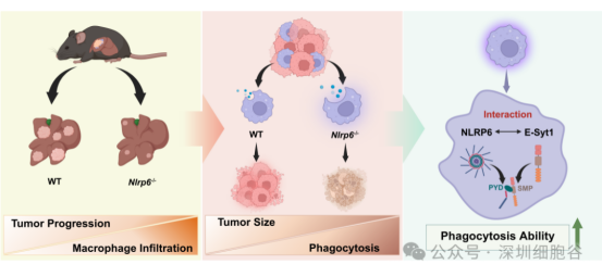 1774517633.png 图片.png